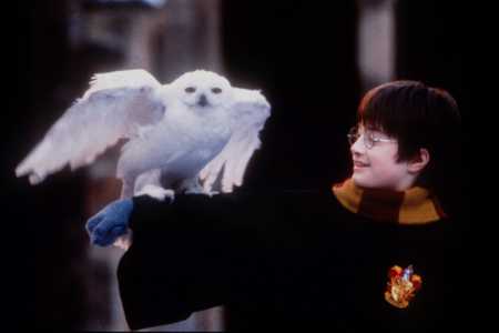 Harry and Hedwig